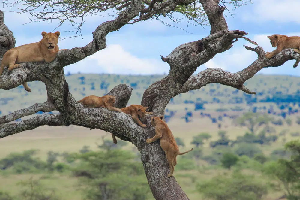 Lake Manyara National Park tree climbing lions