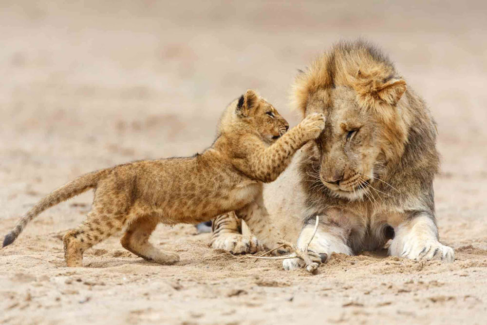 Lion and Cub in Serengeti National