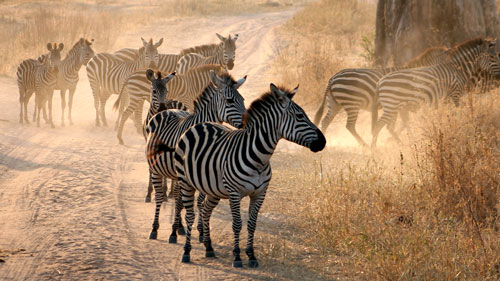 arusha national park thumb