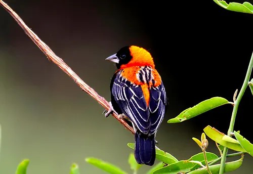 birding safaris