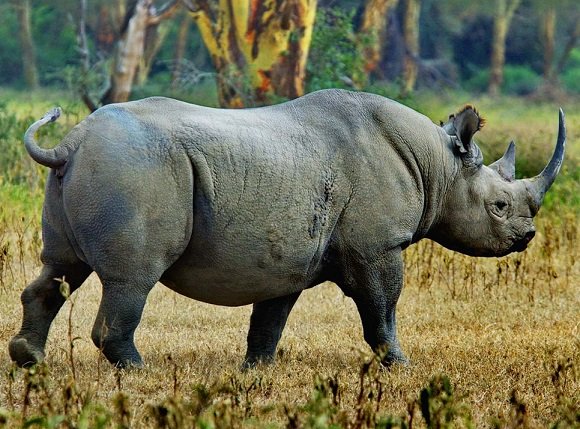 blackrhino