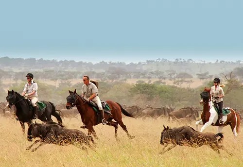 horse and camel riding