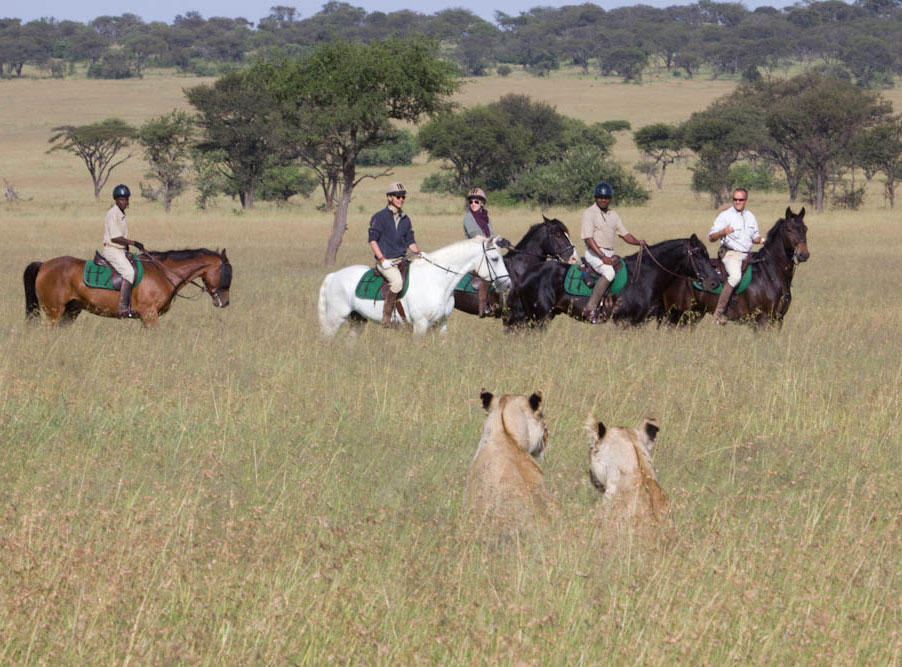 horses tanzania