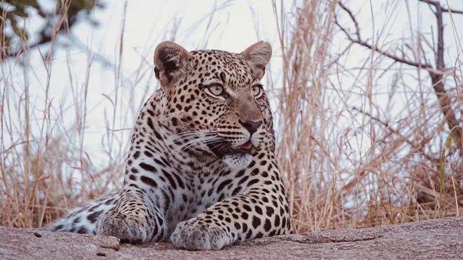 leopard tanzania