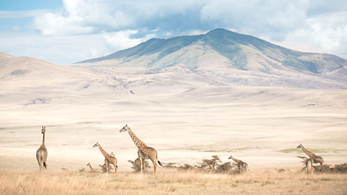 ngorongoro crater wildlife girrafe thumb