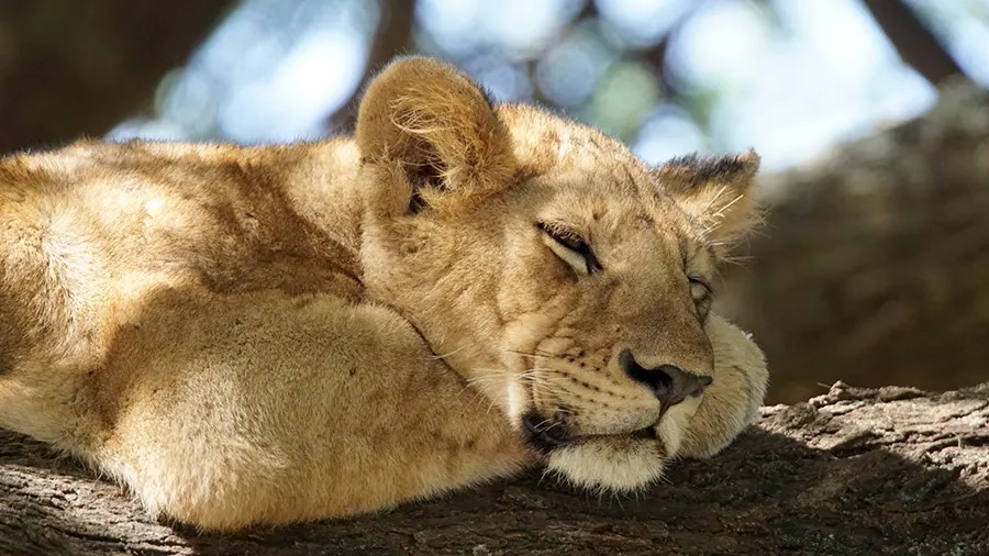 sleeping lion