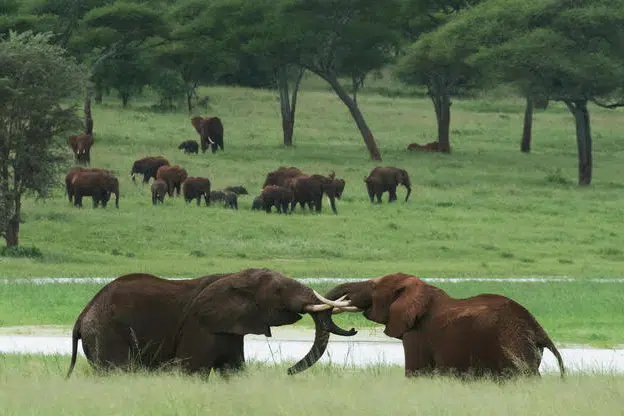tarangire national park elephants