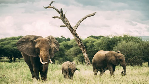tarangire national park thumb