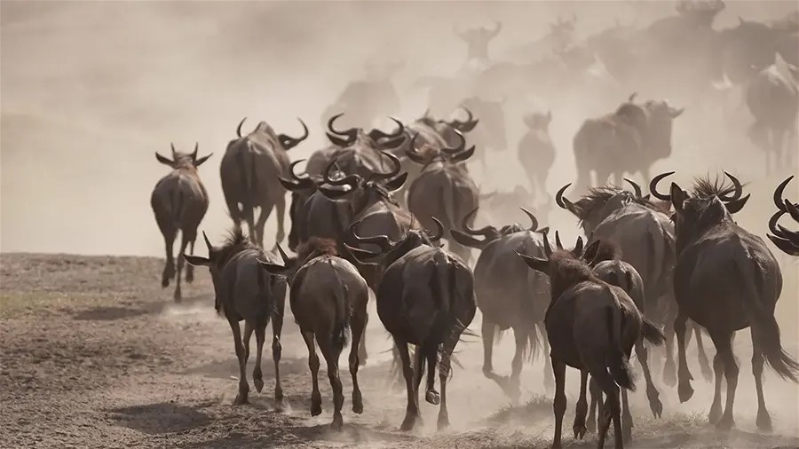 wildebeest migration tanzania kenya900