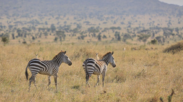 Beutiful Zebras small