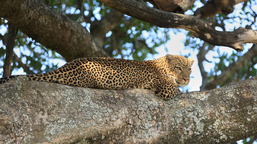 Leopard on a tree