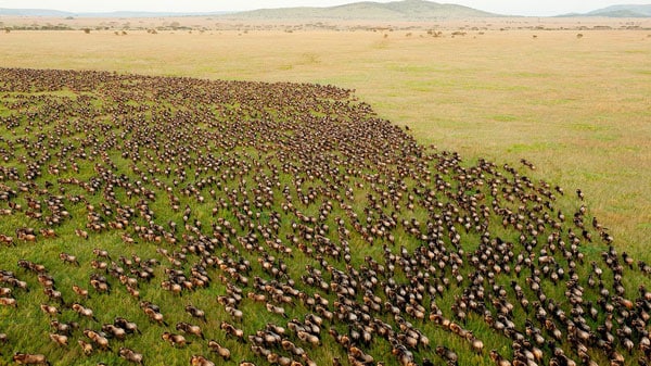 Tanzania Serengeti migration small