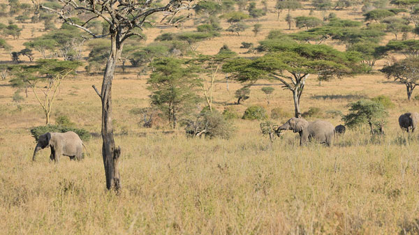 Tarangire national park small