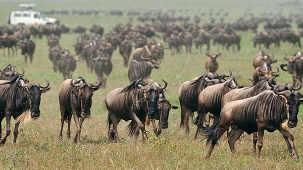 Wildebeest migration in Ndutu Serengeti small