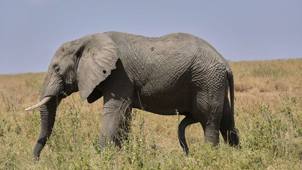 african bush elephant small