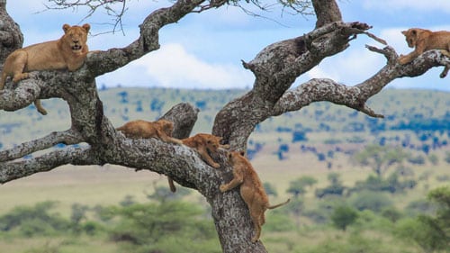 lake manyara 500x281 1