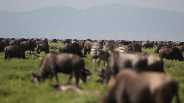 ngorongoro wildebeest grazing small